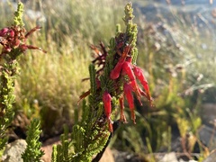 Erica monadelphia