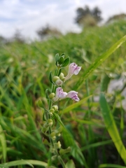 Scutellaria brevibracteata