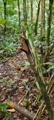 Enyalius