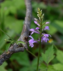 Dactylorhiza saccifera