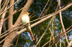 Ash-Throated Casiornis photo 2