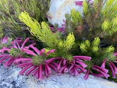 Erica thomae