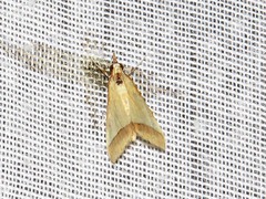 Pseudonoorda rubricostalis