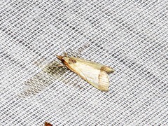 Pseudonoorda rubricostalis