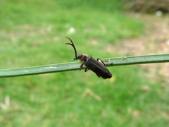 Polemius denticornis