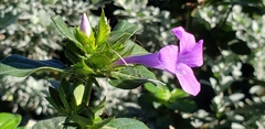 Barleria obtusa