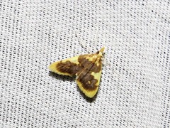 Sameodesma xanthocraspia