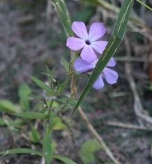 Phlox glabriflora