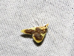 Sameodesma xanthocraspia