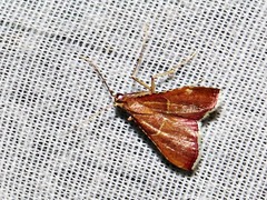 Endotricha erythralis