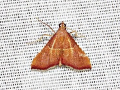 Endotricha erythralis