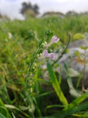Scutellaria brevibracteata