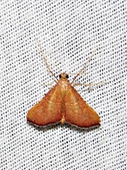 Endotricha erythralis