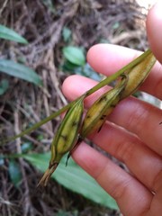 Cremastra appendiculata