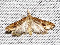 Diasemia
