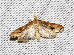 Diasemia