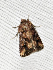 Tycomarptes inferior