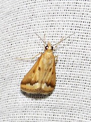 Achyra coelatalis