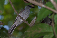 Lipaugus vociferans
