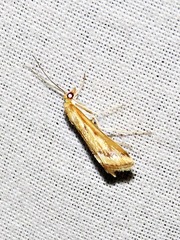 Achyra coelatalis