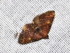 Cerynea thermesialis