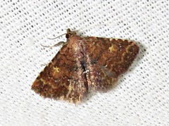 Cerynea thermesialis