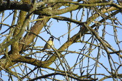 Parus major newtoni