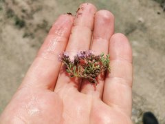Thymus moldavicus