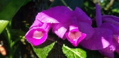 Guarianthe