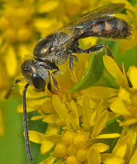 Lasioglossum zephyrus