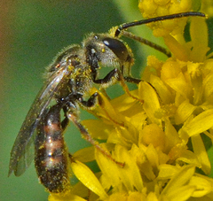 Lasioglossum zephyrus