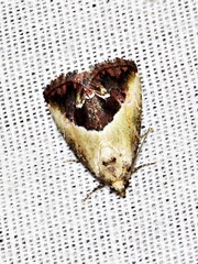 Lithacodia caffristis