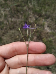 Delphinium consolida paniculatum