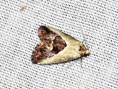 Lithacodia caffristis