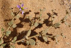 Fagonia glutinosa