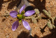 Fagonia glutinosa