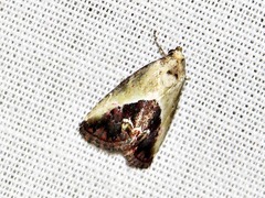 Lithacodia caffristis