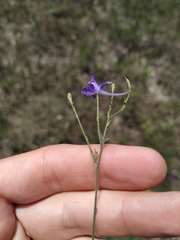 Delphinium consolida paniculatum