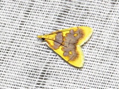 Sameodesma xanthocraspia