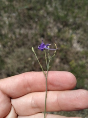 Delphinium consolida paniculatum