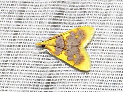 Sameodesma xanthocraspia