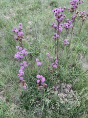 Campuloclinium macrocephalum