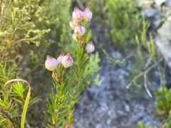 Erica holosericea