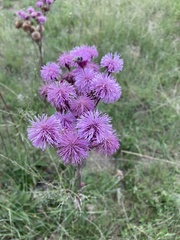 Campuloclinium macrocephalum