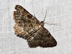 Horisme punctiscripta