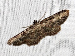 Horisme punctiscripta