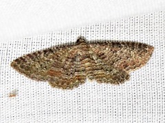 Horisme punctiscripta