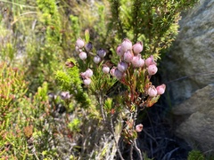 Erica holosericea