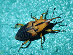 Metamasius sericeus