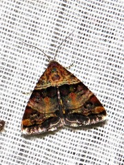 Ozarba cryptochrysea